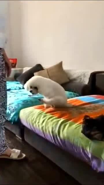 爆料沙发搞笑视频下载 第3张 爆料沙发搞笑视频下载 第3张