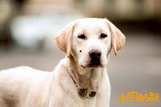 小狗奶瓶在线观看,温馨治愈的宠物成长记 第3张 小狗奶瓶在线观看,温馨治愈的宠物成长记 第3张